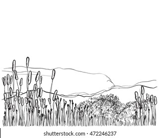 Sketch reed isolated on white background. Landscape sketch