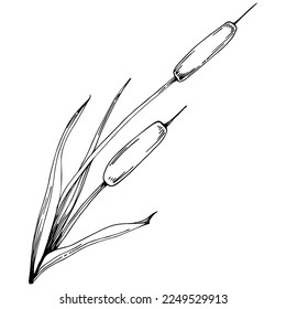 Sketch reeds leaves isolated, suitable for nature concept, summer and holiday. Black and white clip art isolated. Antique vintage engraving illustration for emblem. Herbal medicine.