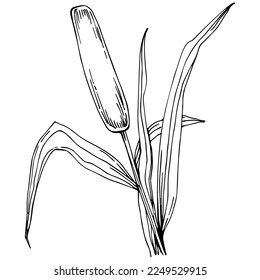 Sketch reeds leaves isolated, suitable for nature concept, summer and holiday. Black and white clip art isolated. Antique vintage engraving illustration for emblem. Herbal medicine.