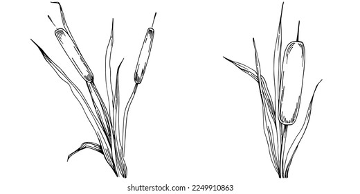 Sketch reeds leaves isolated, suitable for nature concept, summer and holiday. Black and white clip art isolated. Antique vintage engraving illustration for emblem. Herbal medicine.