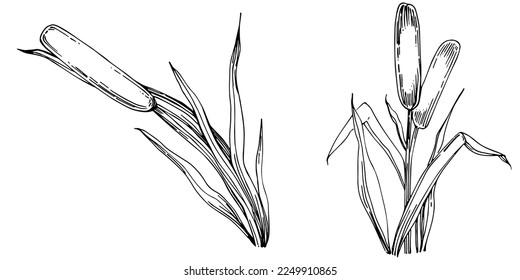 Sketch reeds leaves isolated, suitable for nature concept, summer and holiday. Black and white clip art isolated. Antique vintage engraving illustration for emblem. Herbal medicine.