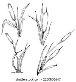 Sketch reeds leaves isolated, suitable for nature concept, summer and holiday. Black and white clip art isolated. Antique vintage engraving illustration for emblem. Herbal medicine.