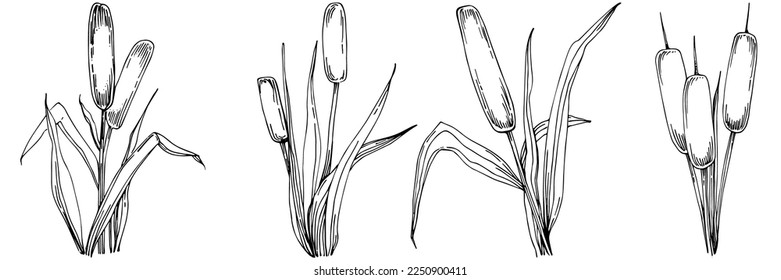 Sketch reeds leaves isolated, suitable for nature concept, summer and holiday. Black and white clip art isolated. Antique vintage engraving illustration for emblem. Herbal medicine.