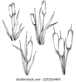 Sketch reeds leaves isolated, suitable for nature concept, summer and holiday. Black and white clip art isolated. Antique vintage engraving illustration for emblem. Herbal medicine.