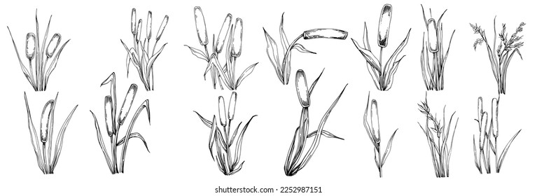 Sketch reeds leaves isolated, suitable for nature concept, summer and holiday. Black and white clip art isolated. Antique vintage engraving illustration for emblem. Herbal medicine.