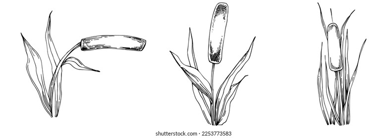 Sketch reeds leaves isolated, suitable for nature concept, summer and holiday. Black and white clip art isolated. Antique vintage engraving illustration for emblem. Herbal medicine.