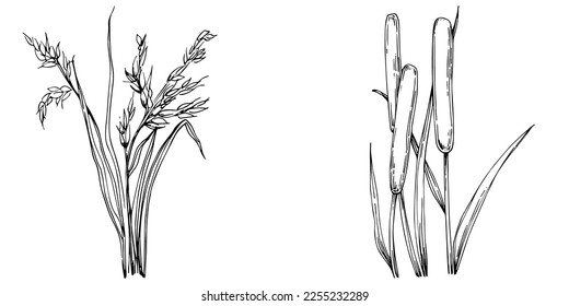 Sketch reeds leaves isolated, suitable for nature concept, summer and holiday. Black and white clip art isolated. Antique vintage engraving illustration for emblem. Herbal medicine.