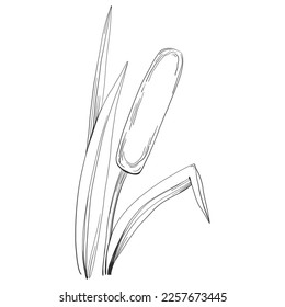 Sketch reeds leaves isolated, suitable for nature concept, summer and holiday. Black and white clip art isolated. Antique vintage engraving illustration for emblem. Herbal medicine.