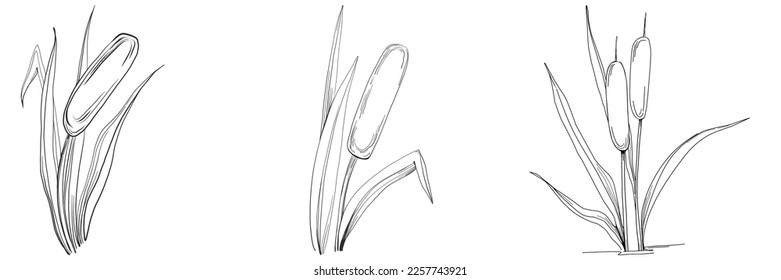 Sketch reeds leaves isolated, suitable for nature concept, summer and holiday. Black and white clip art isolated. Antique vintage engraving illustration for emblem. Herbal medicine.