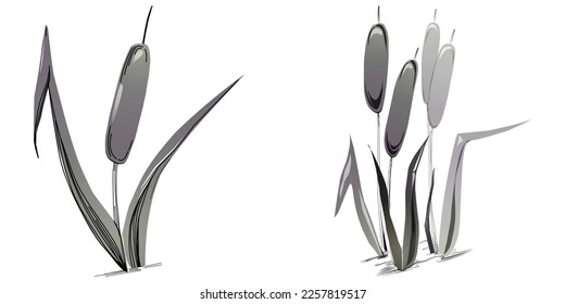 Sketch reeds leaves isolated, suitable for nature concept, summer and holiday. Black and white clip art isolated. Antique vintage engraving illustration for emblem. Herbal medicine.