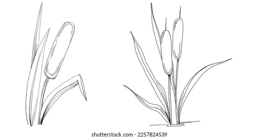 Sketch reeds leaves isolated, suitable for nature concept, summer and holiday. Black and white clip art isolated. Antique vintage engraving illustration for emblem. Herbal medicine.