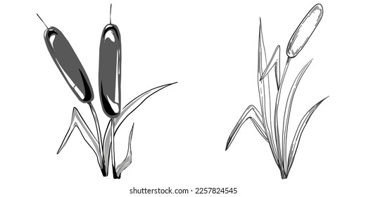 Sketch reeds leaves isolated, suitable for nature concept, summer and holiday. Black and white clip art isolated. Antique vintage engraving illustration for emblem. Herbal medicine.