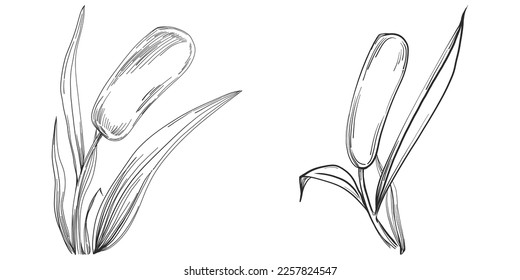 Sketch reeds leaves isolated, suitable for nature concept, summer and holiday. Black and white clip art isolated. Antique vintage engraving illustration for emblem. Herbal medicine.