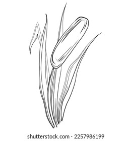 Sketch reeds leaves isolated, suitable for nature concept, summer and holiday. Black and white clip art isolated. Antique vintage engraving illustration for emblem. Herbal medicine.