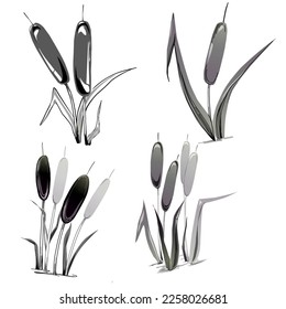 Sketch reeds leaves isolated, suitable for nature concept, summer and holiday. Black and white clip art isolated. Antique vintage engraving illustration for emblem. Herbal medicine.