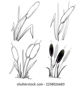 Sketch reeds leaves isolated, suitable for nature concept, summer and holiday. Black and white clip art isolated. Antique vintage engraving illustration for emblem. Herbal medicine.