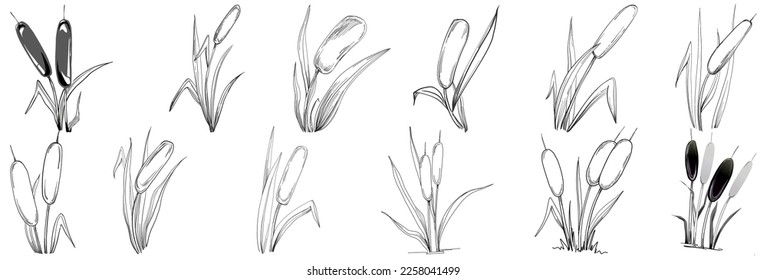 Sketch reeds leaves isolated, suitable for nature concept, summer and holiday. Black and white clip art isolated. Antique vintage engraving illustration for emblem. Herbal medicine.