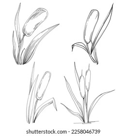 Sketch reeds leaves isolated, suitable for nature concept, summer and holiday. Black and white clip art isolated. Antique vintage engraving illustration for emblem. Herbal medicine.