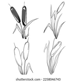 Sketch reeds leaves isolated, suitable for nature concept, summer and holiday. Black and white clip art isolated. Antique vintage engraving illustration for emblem. Herbal medicine.