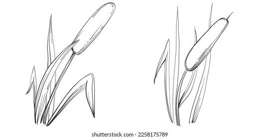Sketch reeds leaves isolated, suitable for nature concept, summer and holiday. Black and white clip art isolated. Antique vintage engraving illustration for emblem. Herbal medicine.