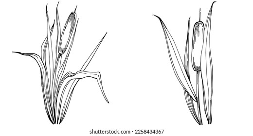 Sketch reeds leaves isolated, suitable for nature concept, summer and holiday. Black and white clip art isolated. Antique vintage engraving illustration for emblem. Herbal medicine.