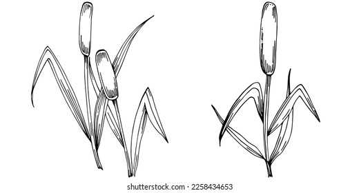 Sketch reeds leaves isolated, suitable for nature concept, summer and holiday. Black and white clip art isolated. Antique vintage engraving illustration for emblem. Herbal medicine.
