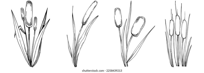 Sketch reeds leaves isolated, suitable for nature concept, summer and holiday. Black and white clip art isolated. Antique vintage engraving illustration for emblem. Herbal medicine.