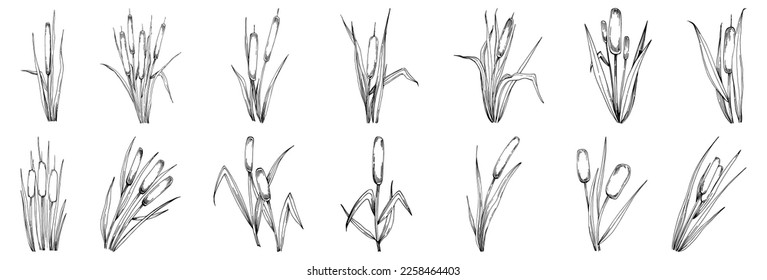 Sketch reeds leaves isolated, suitable for nature concept, summer and holiday. Black and white clip art isolated. Antique vintage engraving illustration for emblem. Herbal medicine.