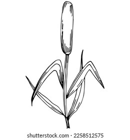 Sketch reeds leaves isolated, suitable for nature concept, summer and holiday. Black and white clip art isolated. Antique vintage engraving illustration for emblem. Herbal medicine.