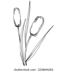 Sketch reeds leaves isolated, suitable for nature concept, summer and holiday. Black and white clip art isolated. Antique vintage engraving illustration for emblem. Herbal medicine.