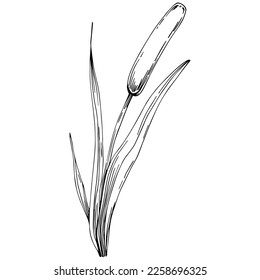 Sketch reeds leaves isolated, suitable for nature concept, summer and holiday. Black and white clip art isolated. Antique vintage engraving illustration for emblem. Herbal medicine.