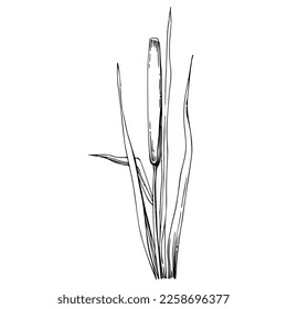 Sketch reeds leaves isolated, suitable for nature concept, summer and holiday. Black and white clip art isolated. Antique vintage engraving illustration for emblem. Herbal medicine.