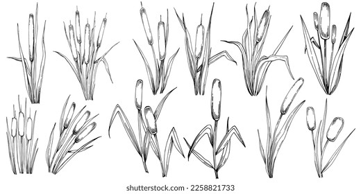 Sketch reeds leaves isolated, suitable for nature concept, summer and holiday. Black and white clip art isolated. Antique vintage engraving illustration for emblem. Herbal medicine.