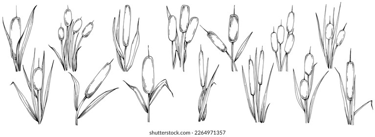 Sketch reeds leaves isolated, suitable for nature concept, summer and holiday. Black and white clip art isolated. Antique vintage engraving illustration for emblem. Herbal medicine.