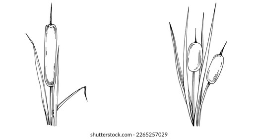 Sketch reeds leaves isolated, suitable for nature concept, summer and holiday. Black and white clip art isolated. Antique vintage engraving illustration for emblem. Herbal medicine.