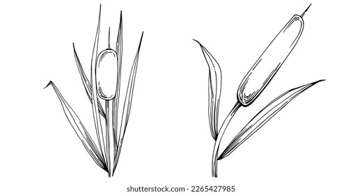 Sketch reeds leaves isolated, suitable for nature concept, summer and holiday. Black and white clip art isolated. Antique vintage engraving illustration for emblem. Herbal medicine.