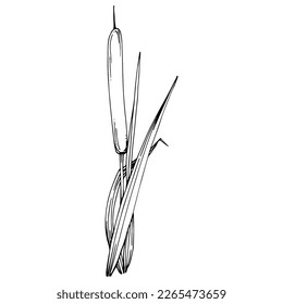 Sketch reeds leaves isolated, suitable for nature concept, summer and holiday. Black and white clip art isolated. Antique vintage engraving illustration for emblem. Herbal medicine.