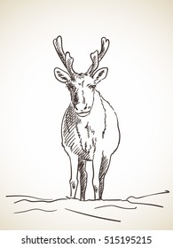 Sketch of reindeer front view isolated Hand drawn vector illustration