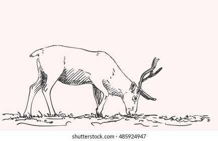 Sketch of reindeer grazing Hand drawn vector illustration