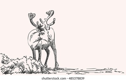 Sketch of reindeer Hand drawn vector illustration