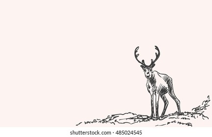Sketch of reindeer isolated Front view Hand drawn vector illustration