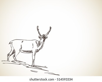 Sketch of reindeer isolated Front view Hand drawn vector illustration