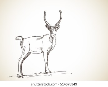 Sketch of reindeer isolated Front view Hand drawn vector illustration
