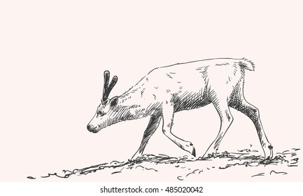 Sketch of reindeer isolated Hand drawn vector illustration