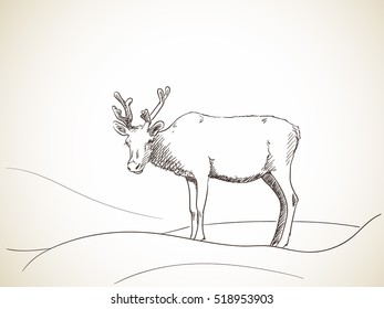 Sketch of reindeer isolated Hand drawn vector illustration