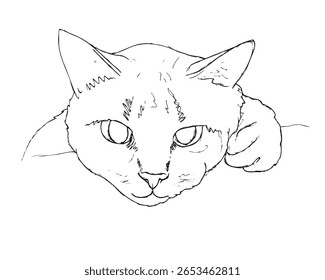 Sketch of a resting cat