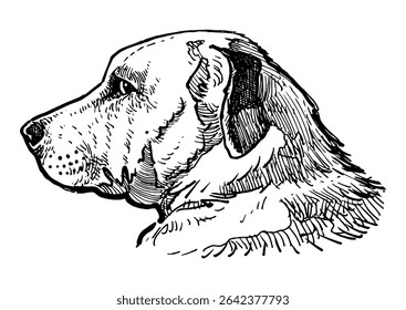 Sketch of retrievier dog head profile, animal portrait, vector hand drawn illustration isolated on white
