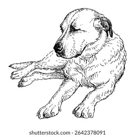Sketch of retrievier dog lying, sleeping, domestic animal, vector realistic  hand drawn illustration isolated on white
