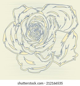 sketch retro old flower picture rose the background