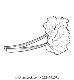 sketch, rhubarb with large leaves, coloring book, isolated object on white background, vector, eps